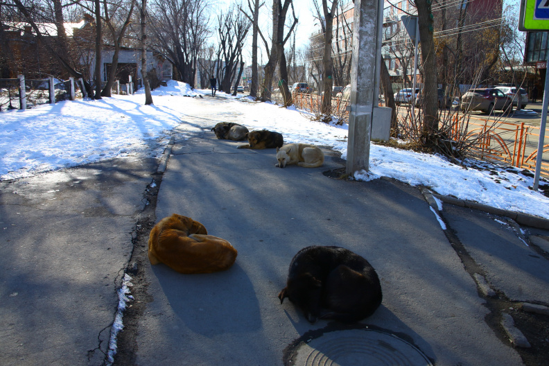 Собаки на асфальте на улице Трилиссера
