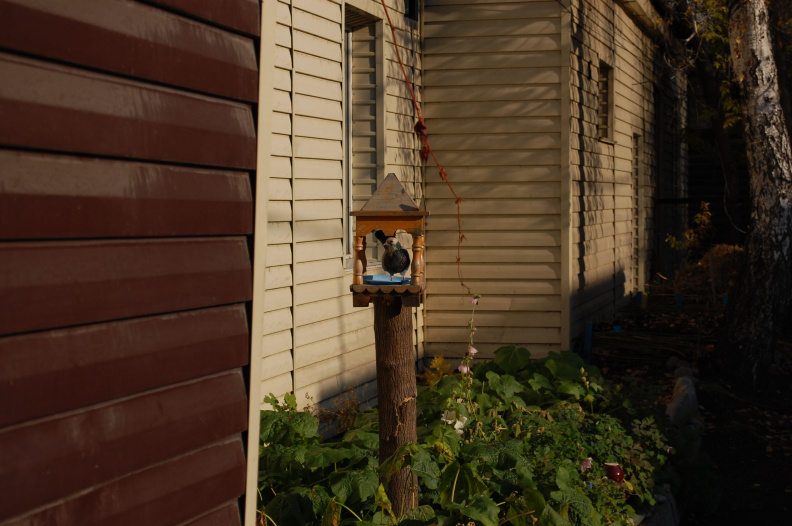 Гуля кормится в специальной кормушке