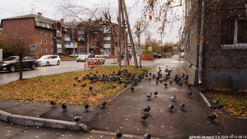 Стая голубей