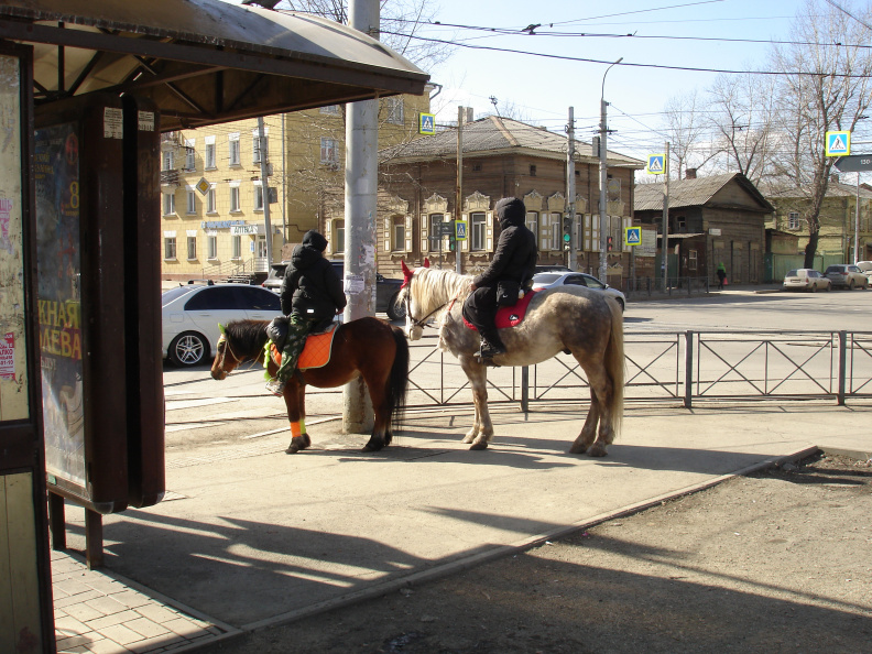 Коняшки на улице в Иркутске