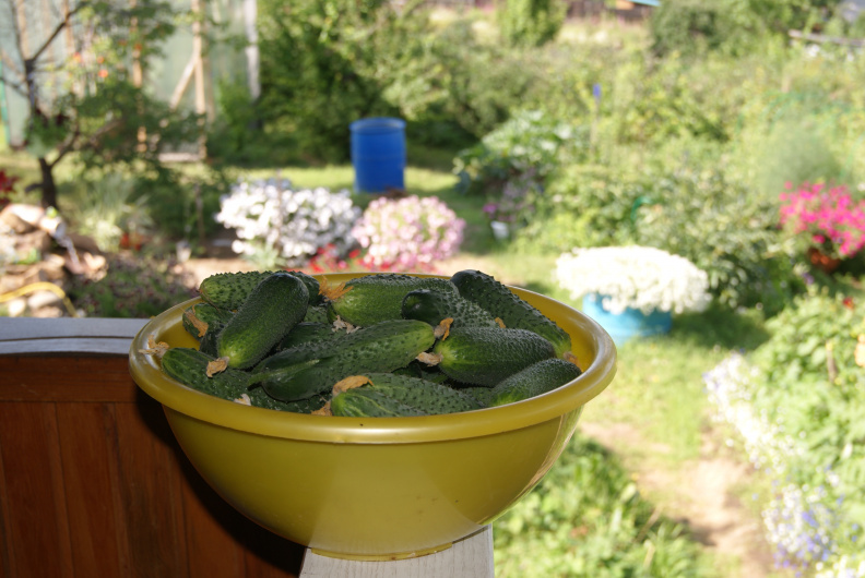 Огурцы в чашке