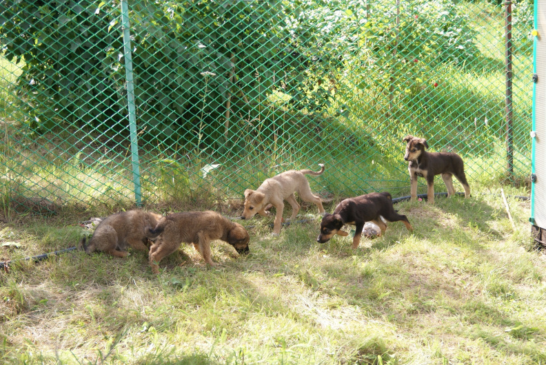 Щенки пришли на обед