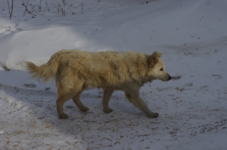 Злая сука, облаивает людей