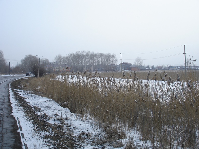 Дивные растения на болоте доваторском